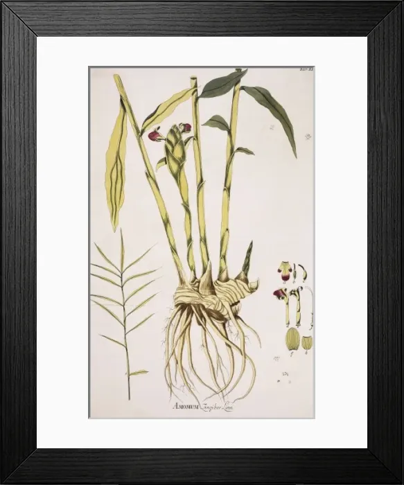 Framed Print : Amomum zingiber Linn. ginger Framed Print : Amomum zingiber Linn. ginger