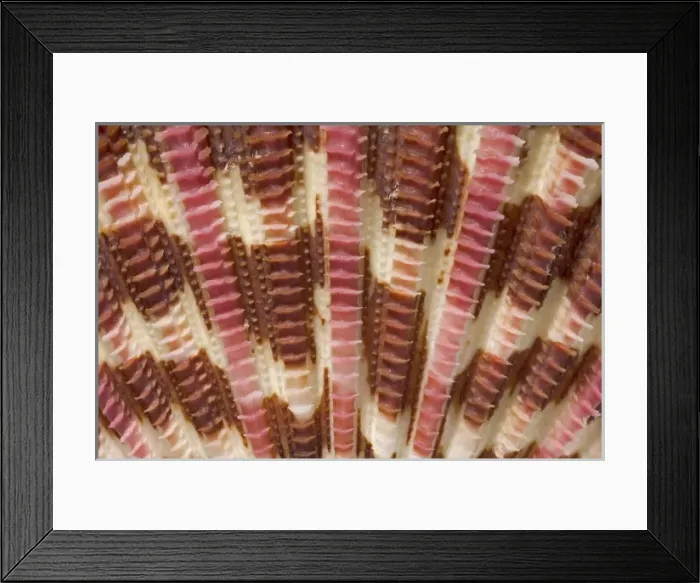Framed Print : Gloripallium pallium, glory scallop Framed Print : Gloripallium pallium, glory scallop