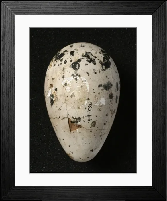 Framed Print : Pinguinus impennis, great auk Framed Print : Pinguinus impennis, great auk