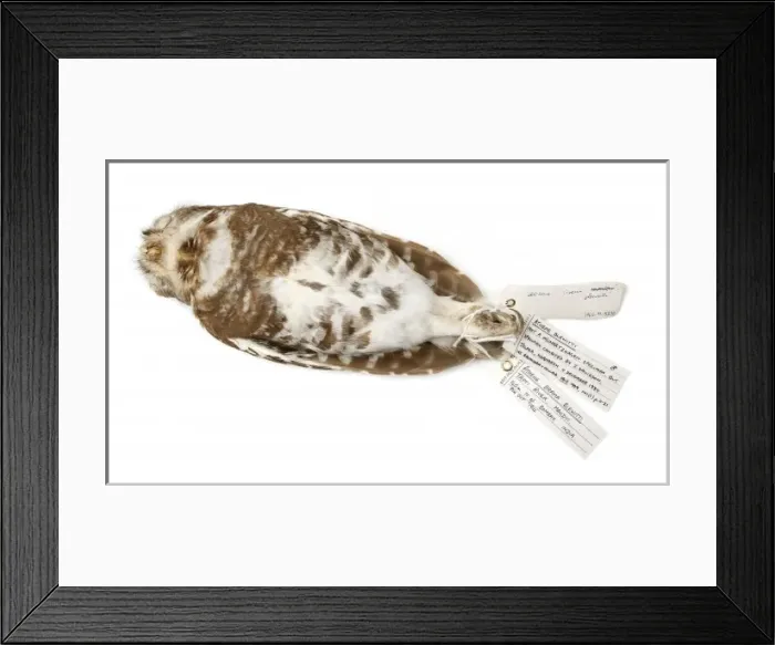 Framed Print : Athene blewitti, forest owlet Framed Print : Athene blewitti, forest owlet