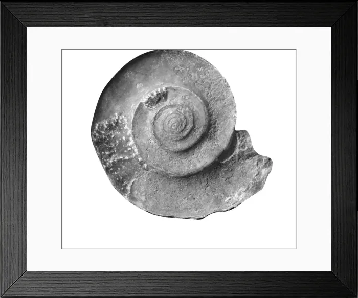 Framed Print : Gonioclymenia laevigata, ammonoid Framed Print : Gonioclymenia laevigata, ammonoid