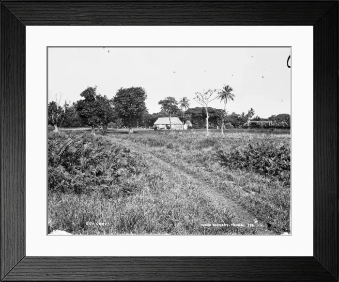 Framed Print : Wooded Scenery at Tongataboo, Friendly Islands Framed Print : Wooded Scenery at Tongataboo, Friendly Islands