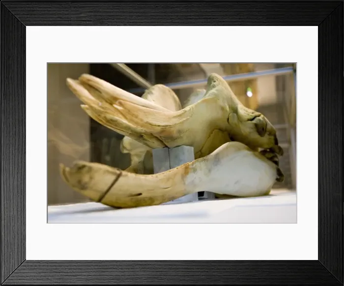 Framed Print : Hyperoodon ampullatus, northern bottlenose whale Framed Print : Hyperoodon ampullatus, northern bottlenose whale