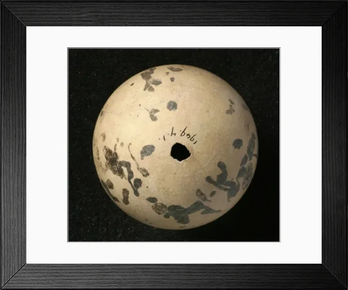 Framed Print : Pinguinus impennis, great auk Framed Print : Pinguinus impennis, great auk