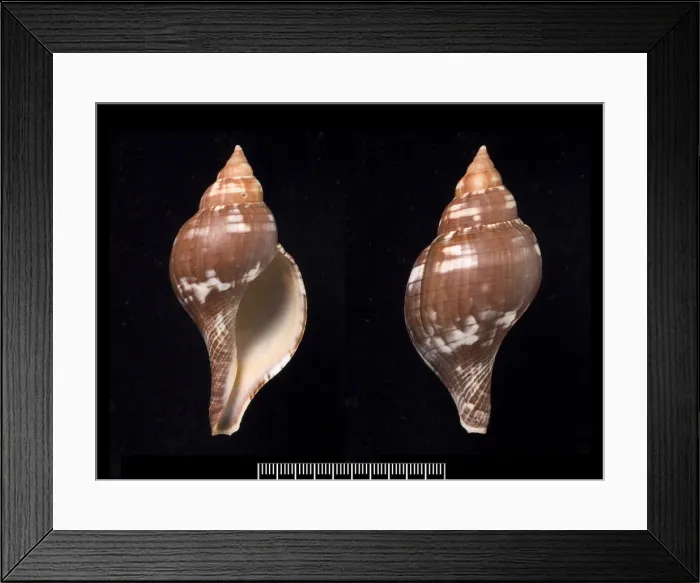 Framed Print : Fasciolaria tulipa, true tulip Framed Print : Fasciolaria tulipa, true tulip