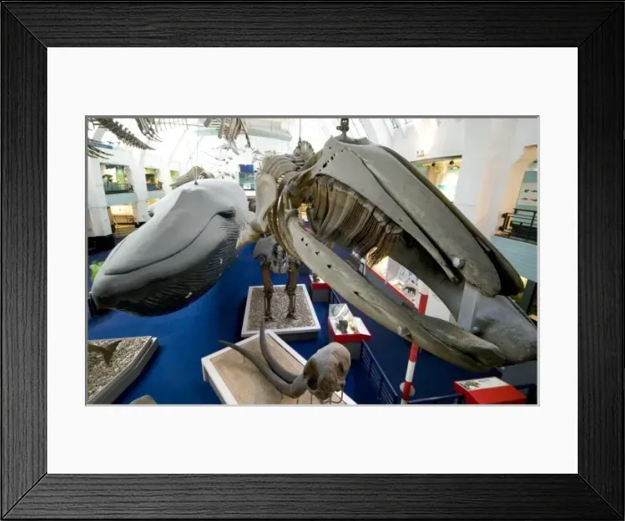 Framed Print : Mammal and Whale Gallery Framed Print : Mammal and Whale Gallery