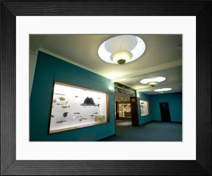 Framed Print : Fish on display at the Natural History Museum Framed Print : Fish on display at the Natural History Museum