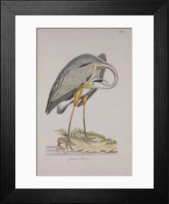 Framed Print : Ardea herodias, great blue heron Framed Print : Ardea herodias, great blue heron