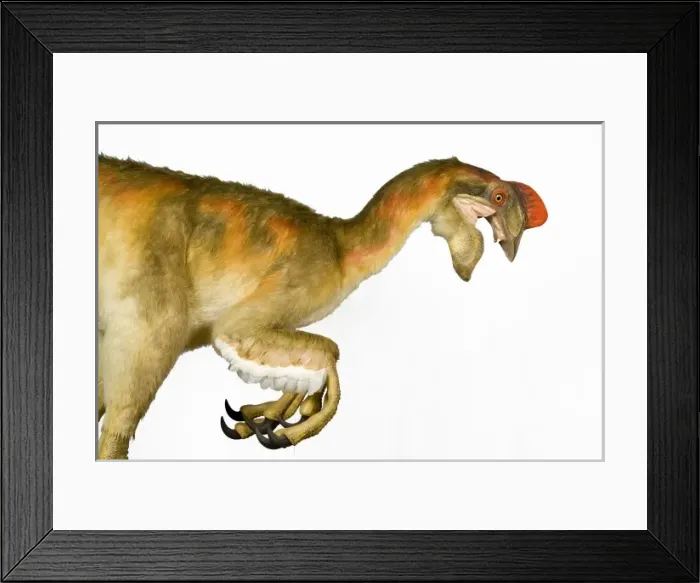 Framed Print : Oviraptor. An animatronic Oviraptor dinosaur made by Kokoro in colabroration Framed Print : Oviraptor. An animatronic Oviraptor dinosaur made by Kokoro in colabroration