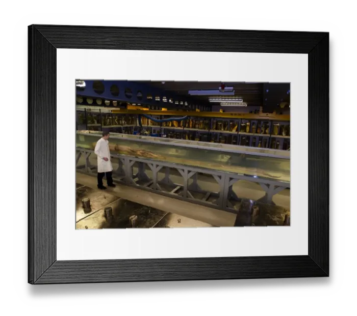 Framed Print : Architeutis dux, giant squid Framed Print : Architeutis dux, giant squid