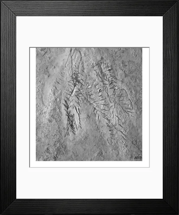Framed Print : Acanthoteuthis (Belemnoteuthis) speciosus, belemnite Framed Print : Acanthoteuthis (Belemnoteuthis) speciosus, belemnite