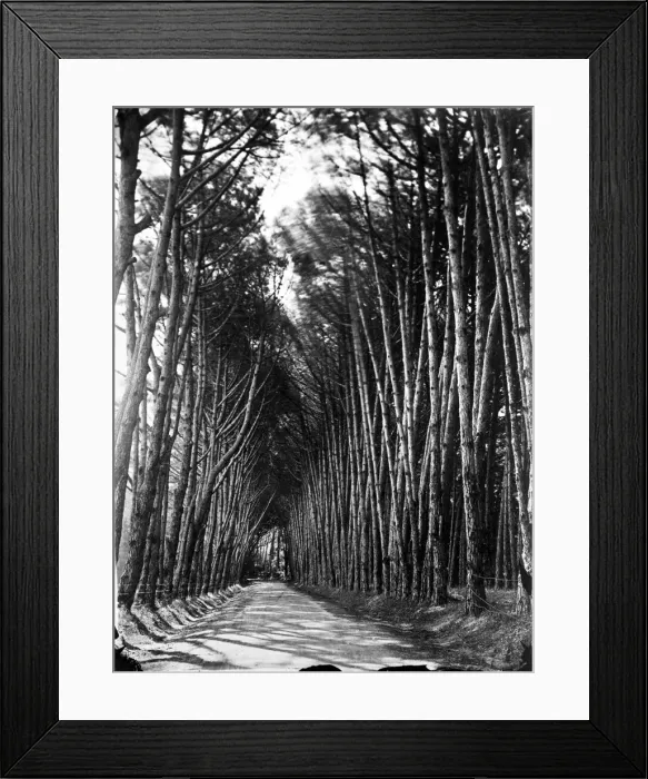 Framed Print : Avenue, Cape of Good Hope Framed Print : Avenue, Cape of Good Hope