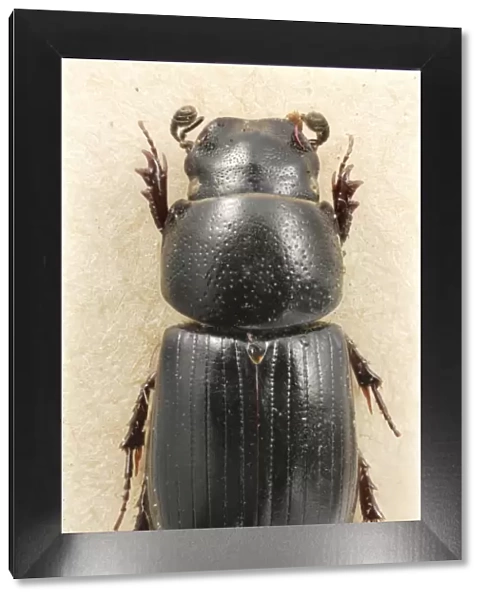 Aphodius niger, Beaulieu dung beetle