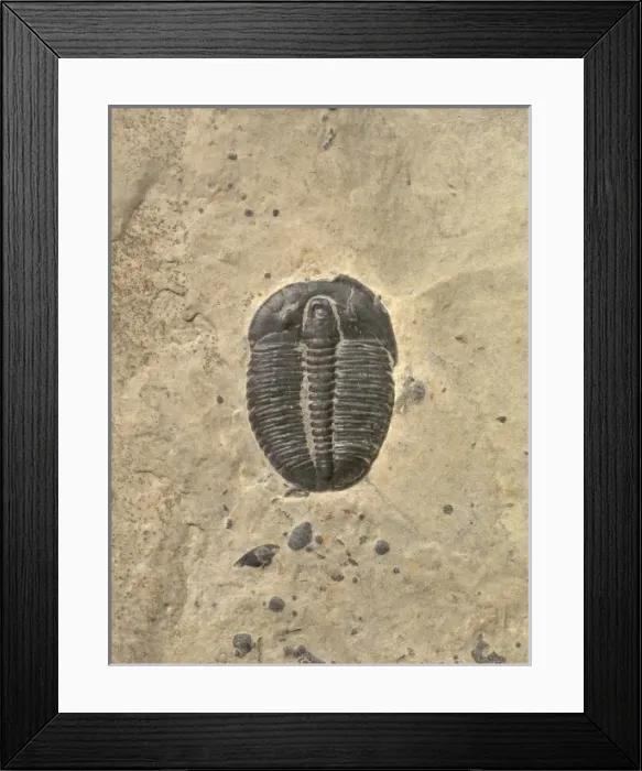 Framed Print : Elrathia kingii, trilobites Framed Print : Elrathia kingii, trilobites