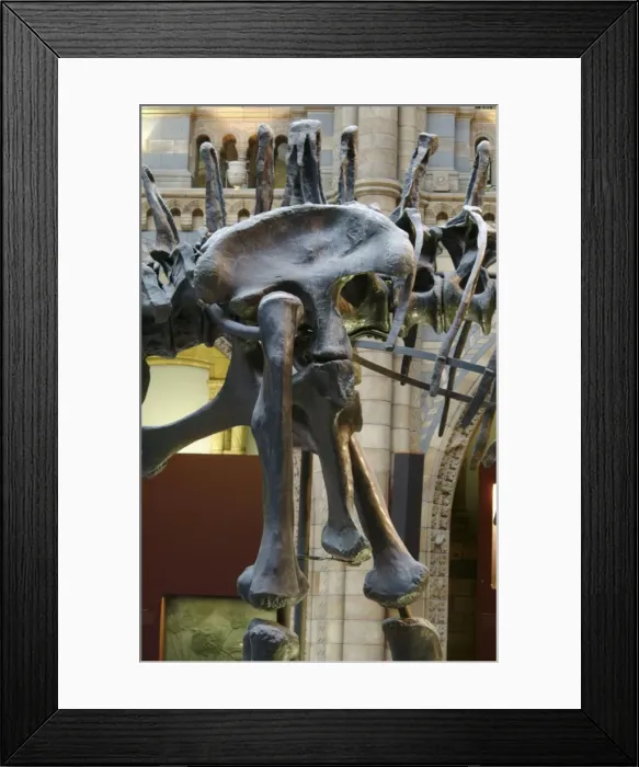 Framed Print : Diplodocus carnegiei Framed Print : Diplodocus carnegiei