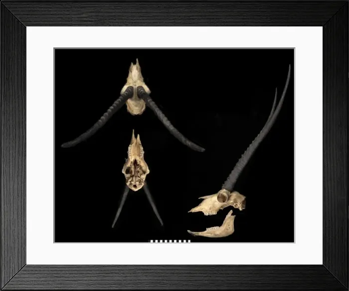 Framed Print : Pantholops hodgsonii, tiibetan antelope or chiru Framed Print : Pantholops hodgsonii, tiibetan antelope or chiru