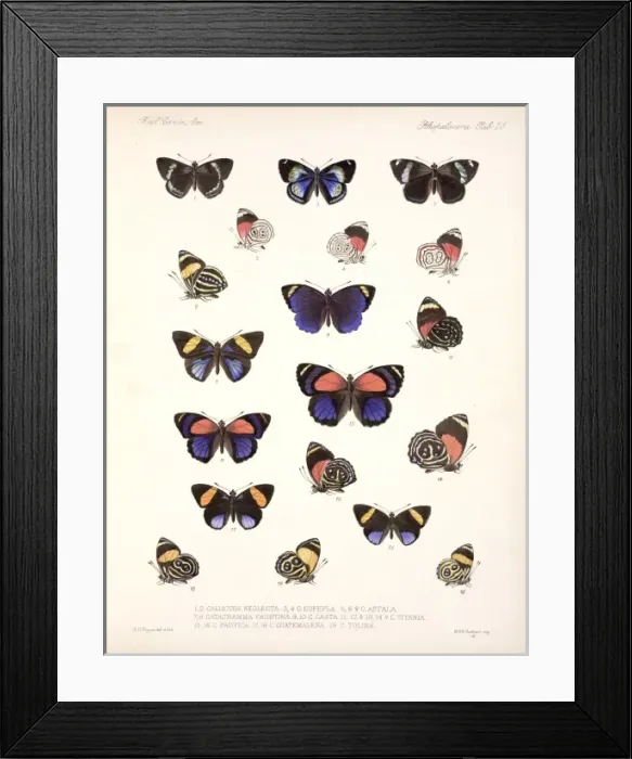 Framed Print : Butterflies Framed Print : Butterflies