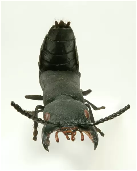 Ocypus olens, devils coach horse beetle model