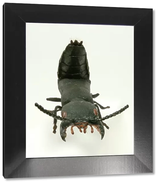 Ocypus olens, devils coach horse beetle model