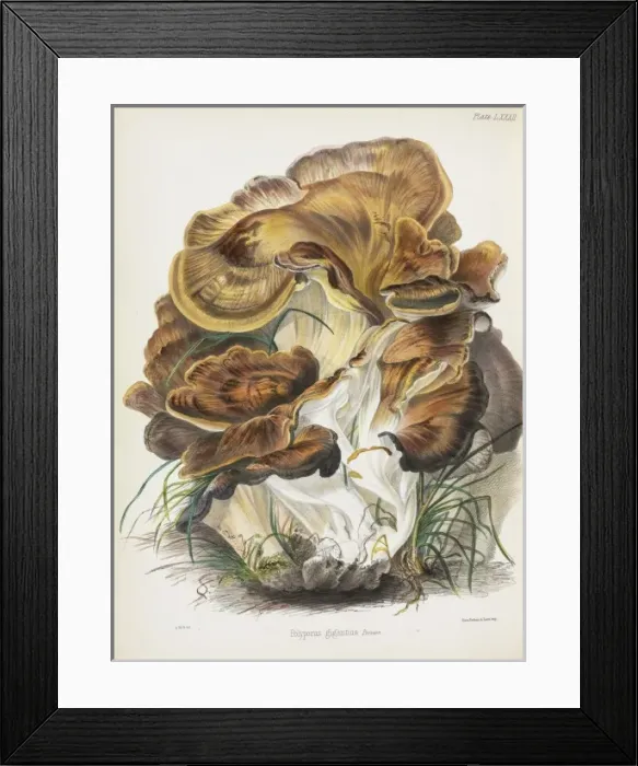 Framed Print : Polyporus gigantius Framed Print : Polyporus gigantius
