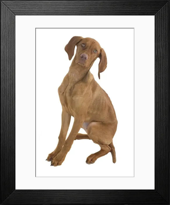 Framed Print : Jasper a Hungarian viszla Framed Print : Jasper a Hungarian viszla