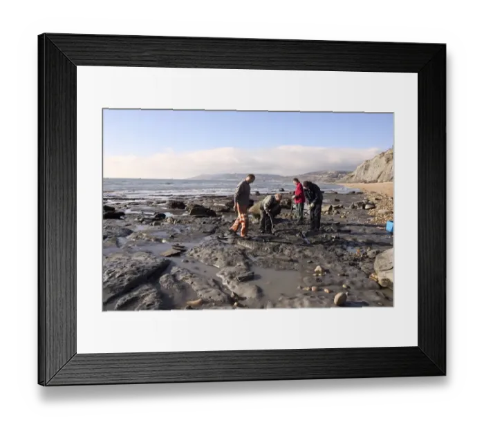 Framed Print : Excavating at Charmouth Framed Print : Excavating at Charmouth
