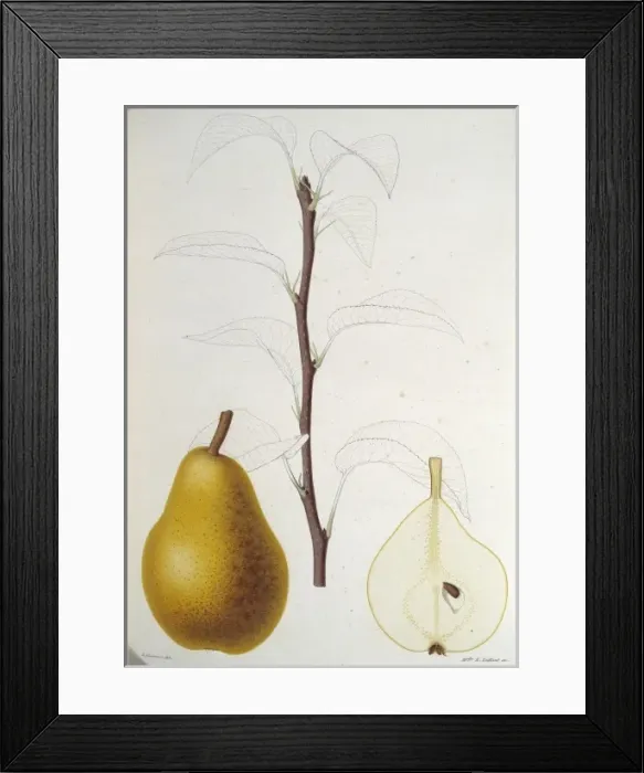 Framed Print : Pyrus moire, pear Framed Print : Pyrus moire, pear