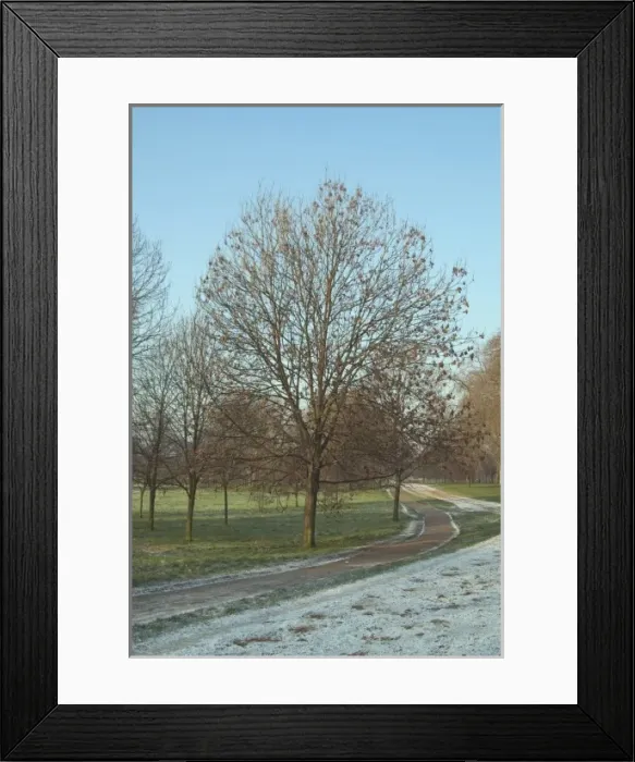 Framed Print : Alnus glutinosa, alder Framed Print : Alnus glutinosa, alder