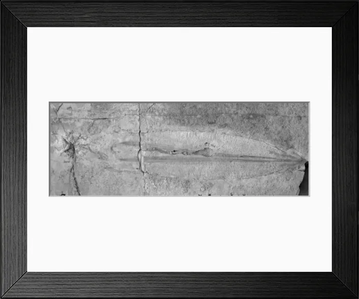 Framed Print : Plesioteuthis sp. belemnite Framed Print : Plesioteuthis sp. belemnite