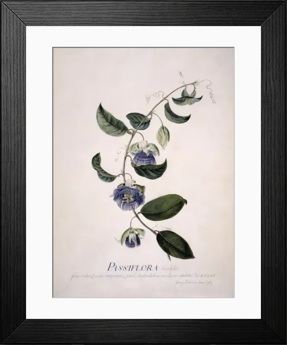 Framed Print : Passiflora laurifolia, passion flower Framed Print : Passiflora laurifolia, passion flower