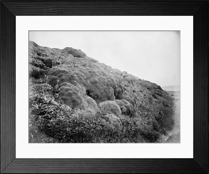 Framed Print : Balsam Bog, Port Stanley, Falkland Islands Framed Print : Balsam Bog, Port Stanley, Falkland Islands
