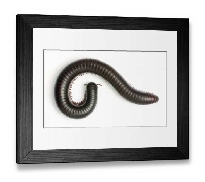 Framed Print : Archispirostreptus gigas, African giant black millipede Framed Print : Archispirostreptus gigas, African giant black millipede