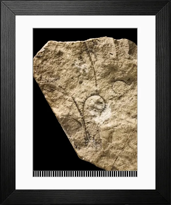 Framed Print : Cyrtograptus, graptolite Framed Print : Cyrtograptus, graptolite