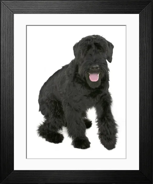 Framed Print : Georgie a giant schnauzer Framed Print : Georgie a giant schnauzer