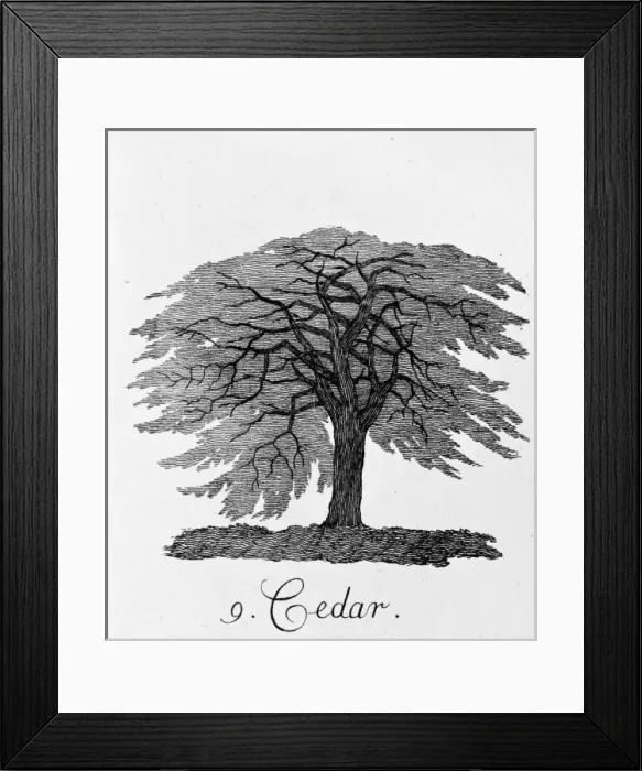 Framed Print : Cedar. Plate 9 from The Shape, Skeleton and Foliage of Thirty Two Species of Trees Framed Print : Cedar. Plate 9 from The Shape, Skeleton and Foliage of Thirty Two Species of Trees