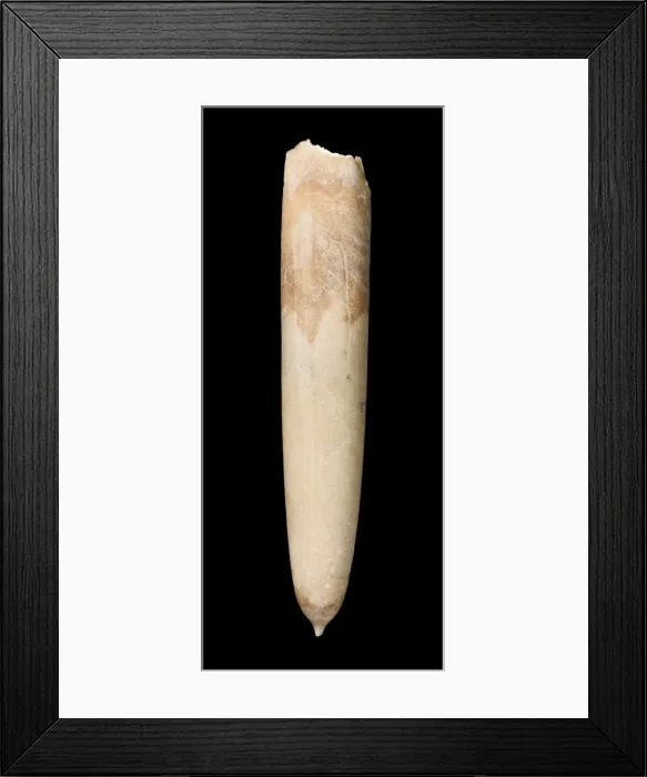 Framed Print : Gonioteuthis, a fossil belemnite Framed Print : Gonioteuthis, a fossil belemnite