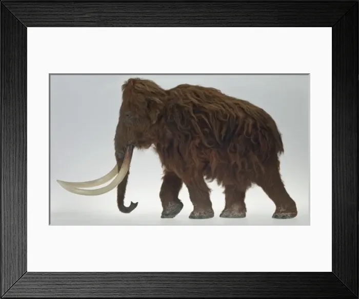 Framed Print : Model of the Ilford Mammoth