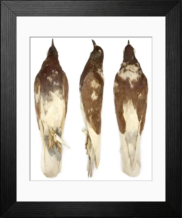 Framed Print : Pouter, domestic pigeon Framed Print : Pouter, domestic pigeon