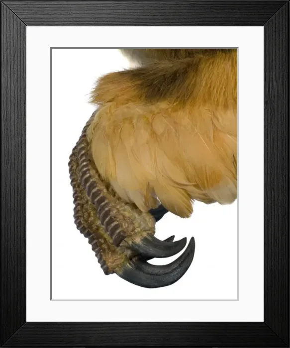 Framed Print : Velociraptor Framed Print : Velociraptor
