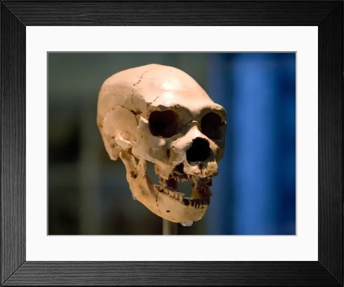 Framed Print : Homo neanderthalensis, neanderthal man Framed Print : Homo neanderthalensis, neanderthal man