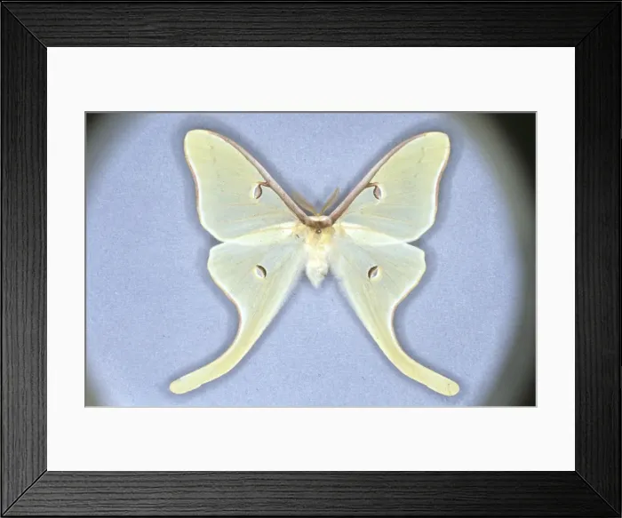 Framed Print : Actias luna, luna moth Framed Print : Actias luna, luna moth
