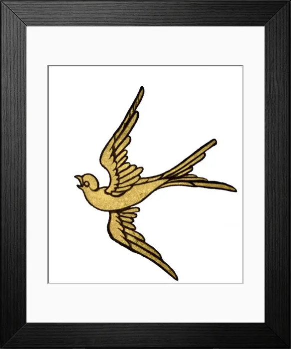 Framed Print : Hirundo sp. swallow Framed Print : Hirundo sp. swallow