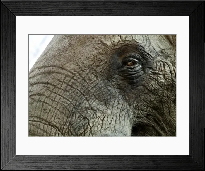 Framed Print : Loxodonta africana, African elephant Framed Print : Loxodonta africana, African elephant