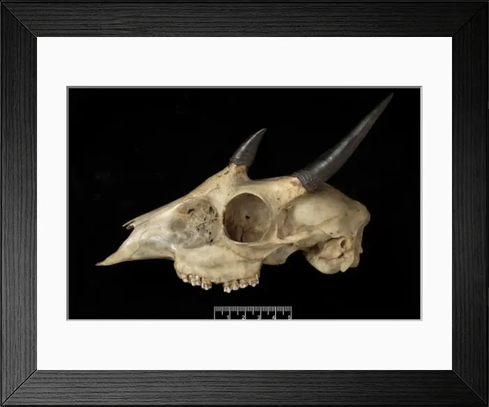 Framed Print : Tetracerus quadricornis, four-horned antelope Framed Print : Tetracerus quadricornis, four-horned antelope
