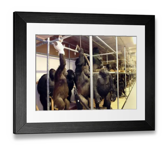 Framed Print : Pongo pygmaeus, orangutan and Gorilla gorilla, western goril Framed Print : Pongo pygmaeus, orangutan and Gorilla gorilla, western goril