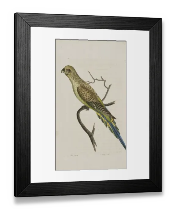 Framed Print : Undulated parakeet Framed Print : Undulated parakeet