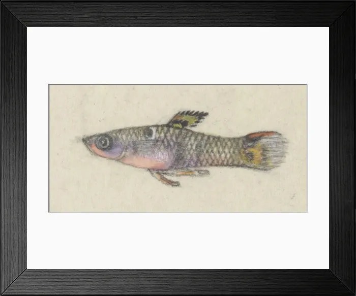 Framed Print : Poeciliidae sp. Guppy Framed Print : Poeciliidae sp. Guppy