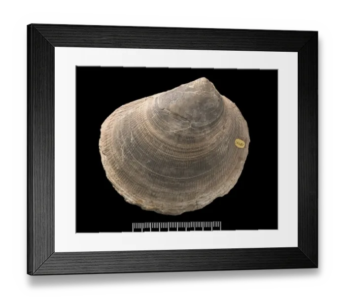 Framed Print : Plagiostoma, fossil shell Framed Print : Plagiostoma, fossil shell