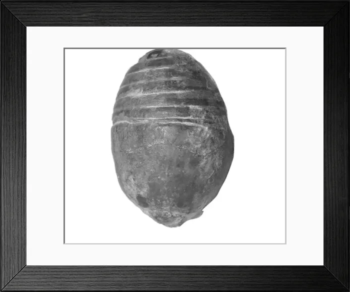 Framed Print : Gomphoceras pyriforme, nautiloid Framed Print : Gomphoceras pyriforme, nautiloid