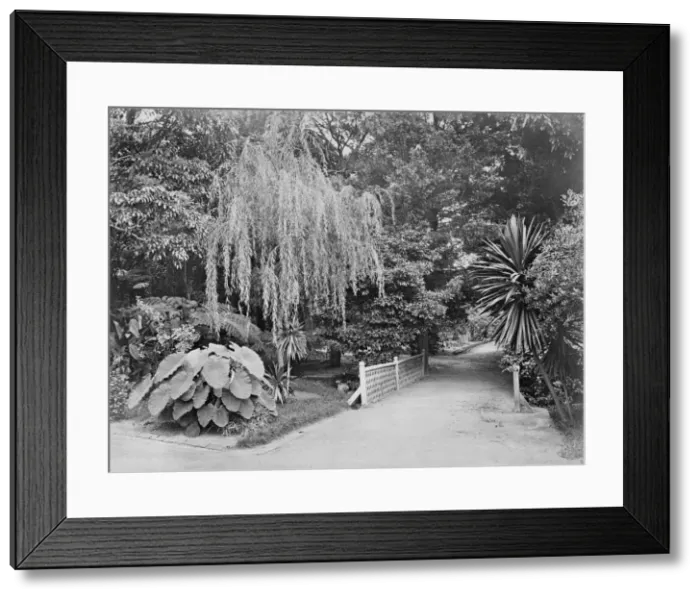 Framed Print : Subtropical garden Framed Print : Subtropical garden